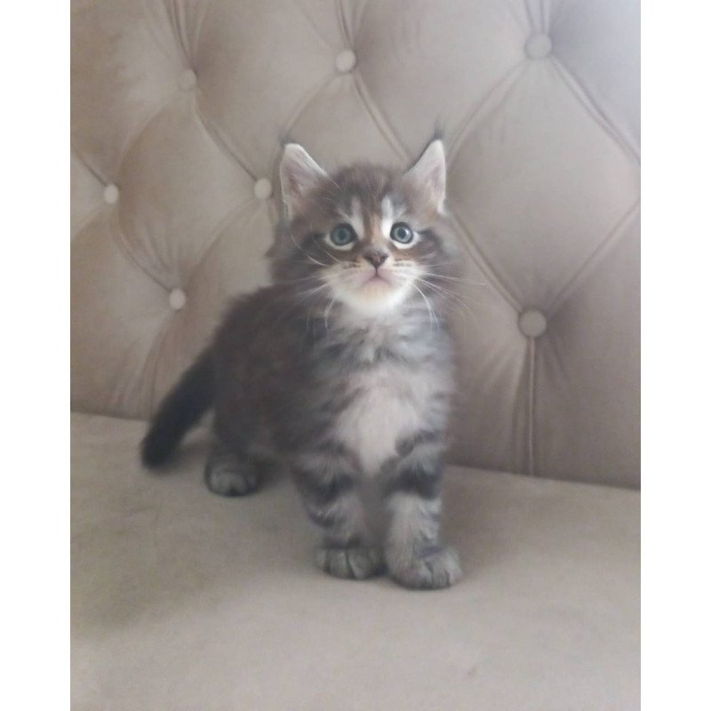 Maine Coon NOV Nike
