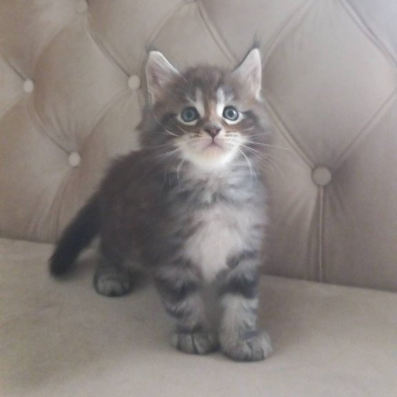 Maine Coon NOV Nike
