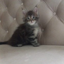 Maine Coon NOV Nike
