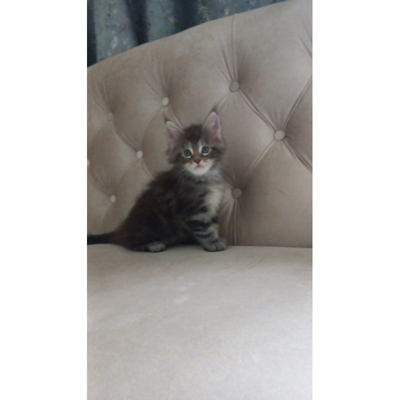 Maine Coon NOV Nike