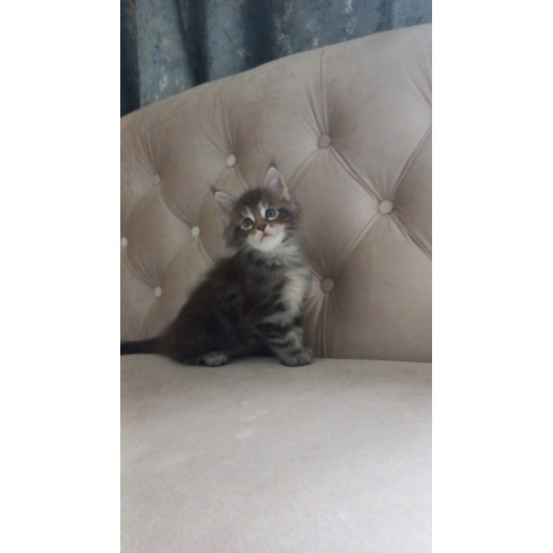 Maine Coon NOV Nike