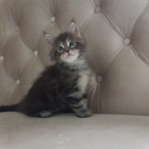Maine Coon NOV Nike