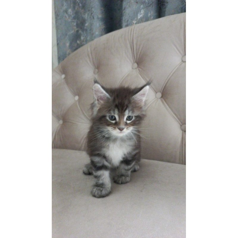 Maine Coon NOV Nike