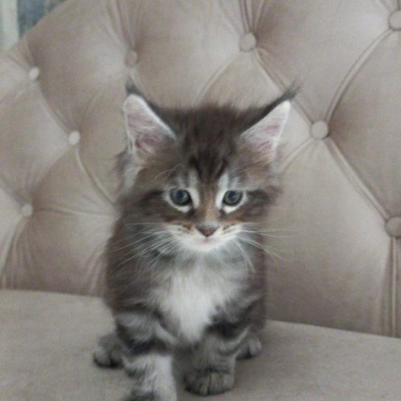 Maine Coon NOV Nike