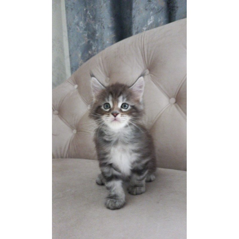 Maine Coon NOV Nike