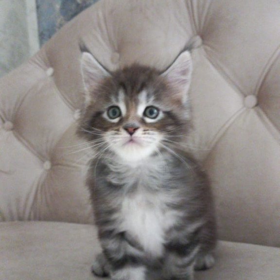 Maine Coon NOV Nike