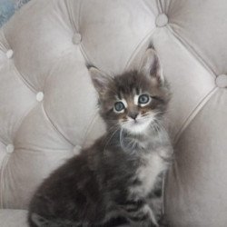 Maine Coon NOV Norman