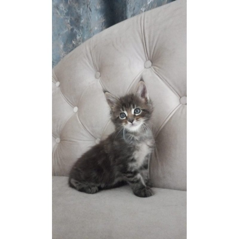Maine Coon NOV Norman