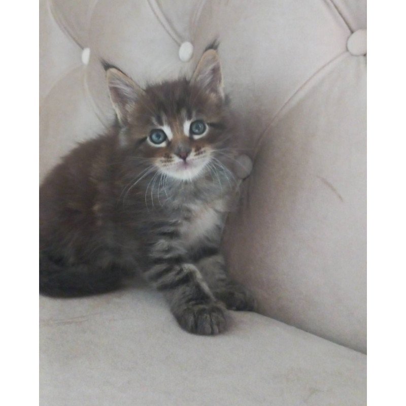 Maine Coon NOV Norman