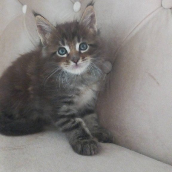 Maine Coon NOV Norman