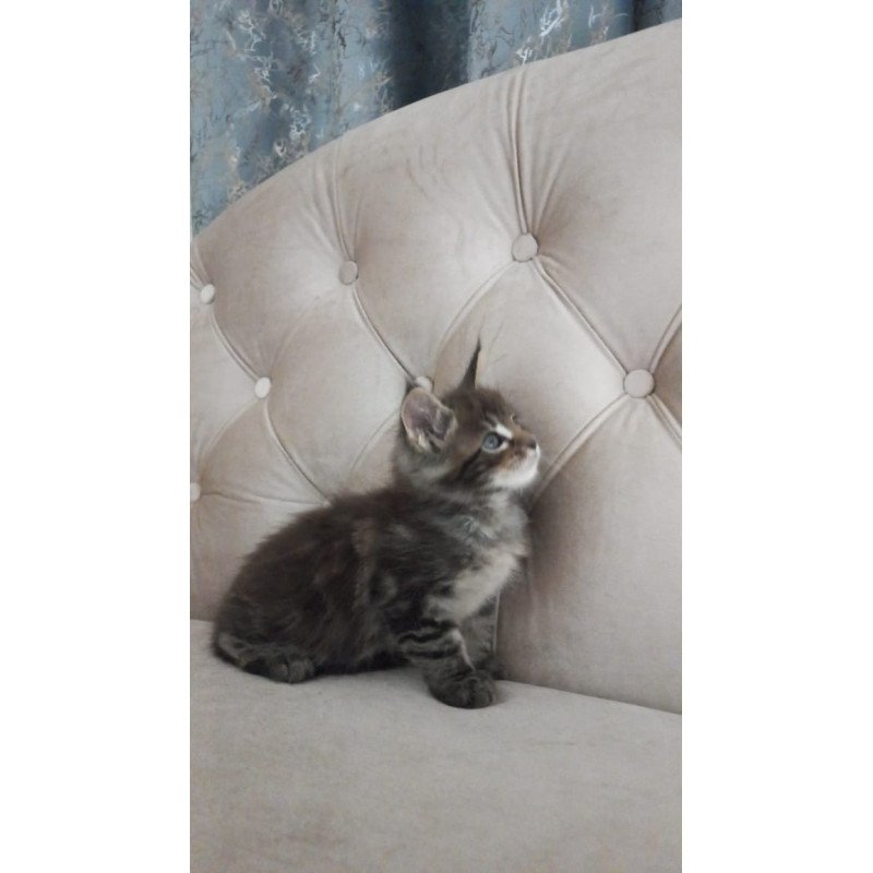 Maine Coon NOV Norman