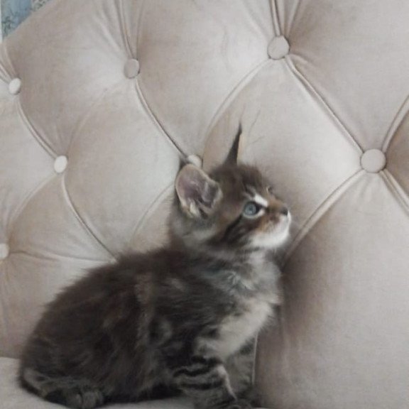 Maine Coon NOV Norman