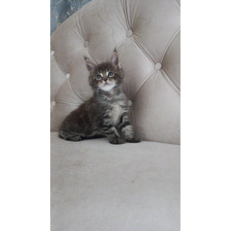 Maine Coon NOV Norman