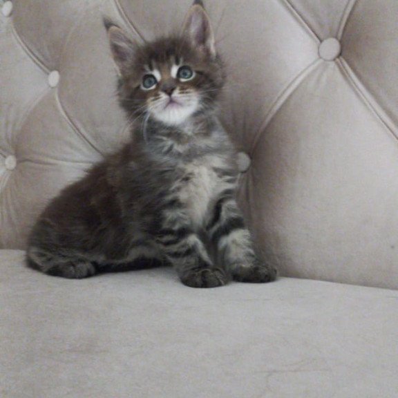 Maine Coon NOV Norman