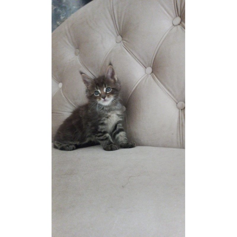 Maine Coon NOV Norman