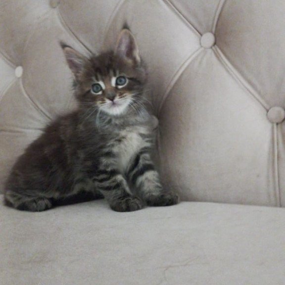 Maine Coon NOV Norman