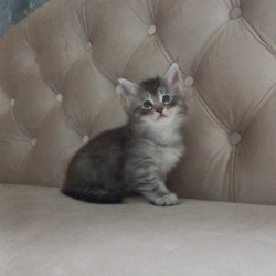 Maine Coon NOV Nika