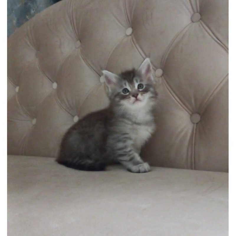 Maine Coon NOV Nika