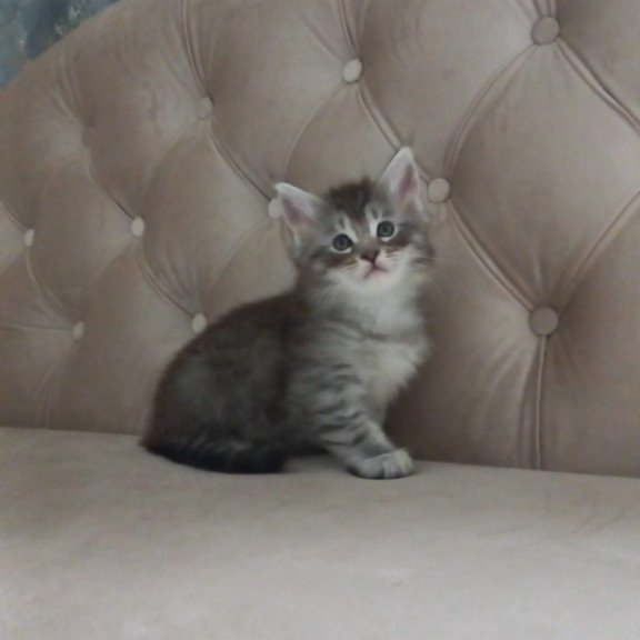 Maine Coon NOV Nika