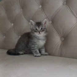 Maine Coon NOV Nika