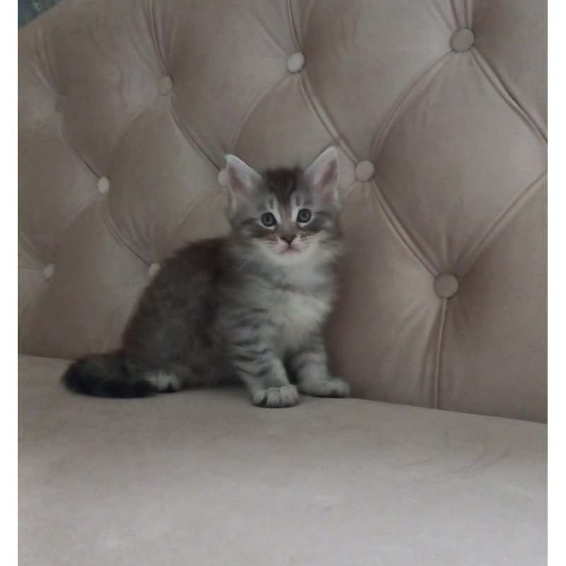 Maine Coon NOV Nika