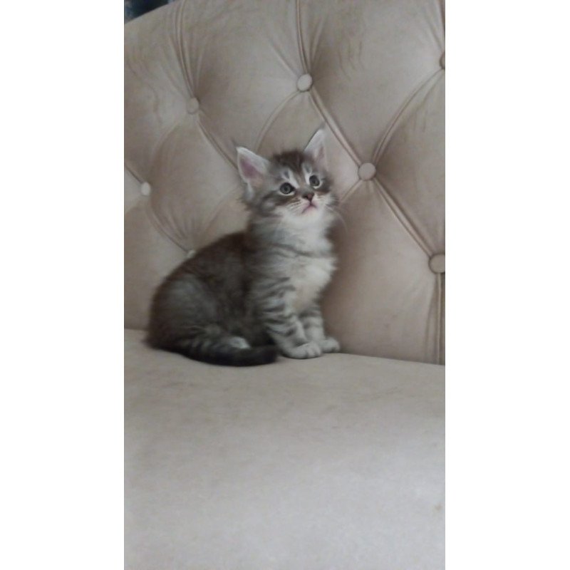 Maine Coon NOV Nika