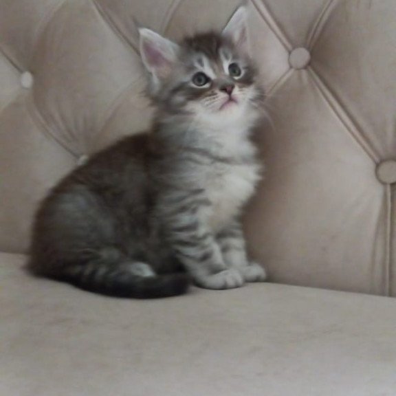 Maine Coon NOV Nika