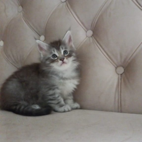 Maine Coon NOV Nika
