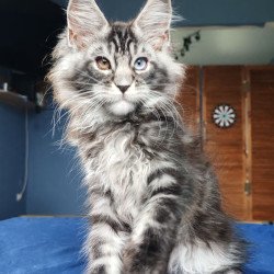 Maine Coon NOV Picasso Blue...