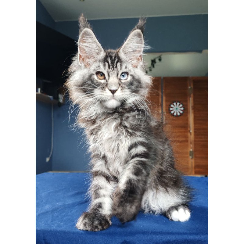 Maine Coon NOV Picasso Blue Gold
