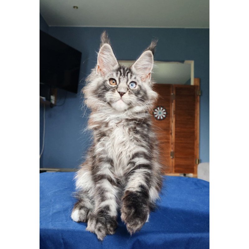 Maine Coon NOV Picasso Blue Gold