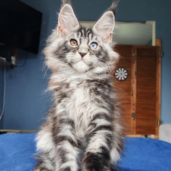 Maine Coon NOV Picasso Blue Gold