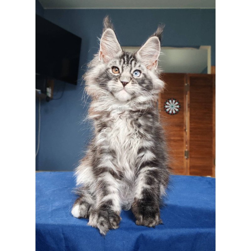 Maine Coon NOV Picasso Blue Gold