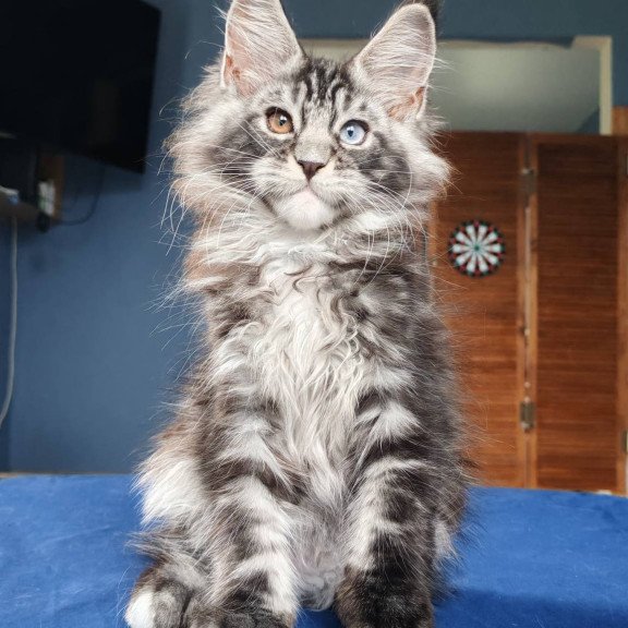 Maine Coon NOV Picasso Blue Gold