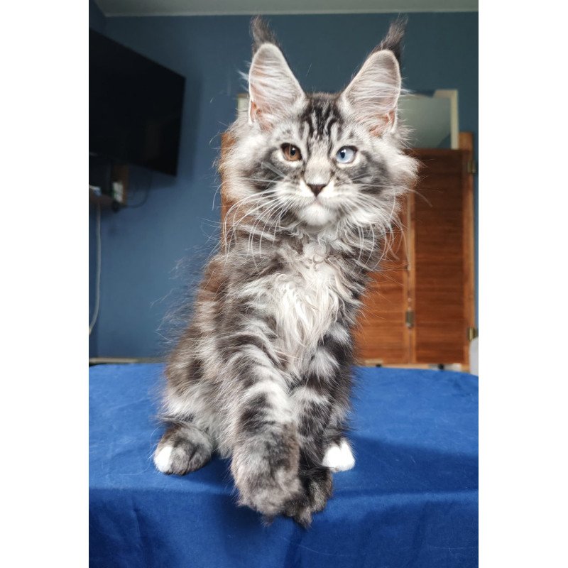 Maine Coon NOV Picasso Blue Gold