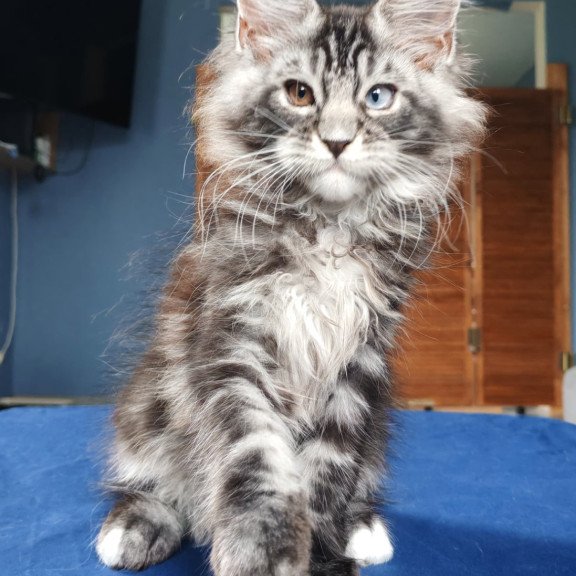 Maine Coon NOV Picasso Blue Gold