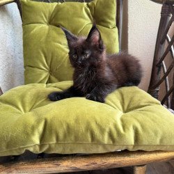 Maine Coon Ulz