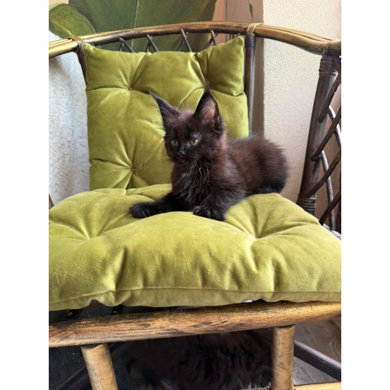 Maine Coon Ulz