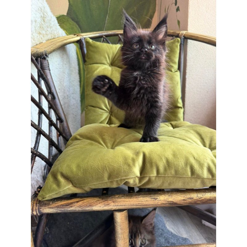Maine Coon Ulz