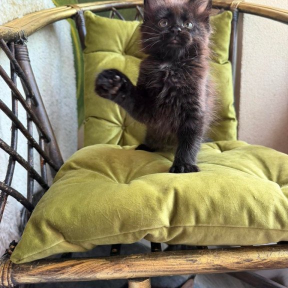 Maine Coon Ulz