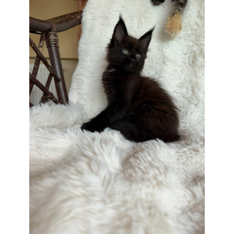 Maine Coon Ulz