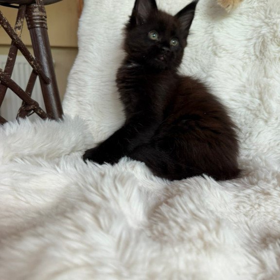 Maine Coon Ulz