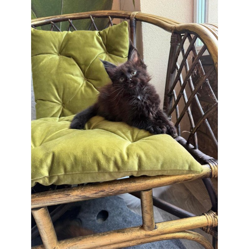 Maine Coon Ulz