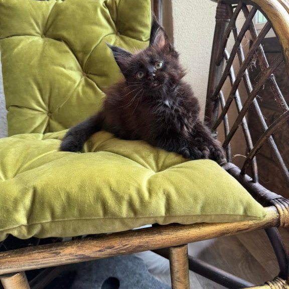 Maine Coon Ulz