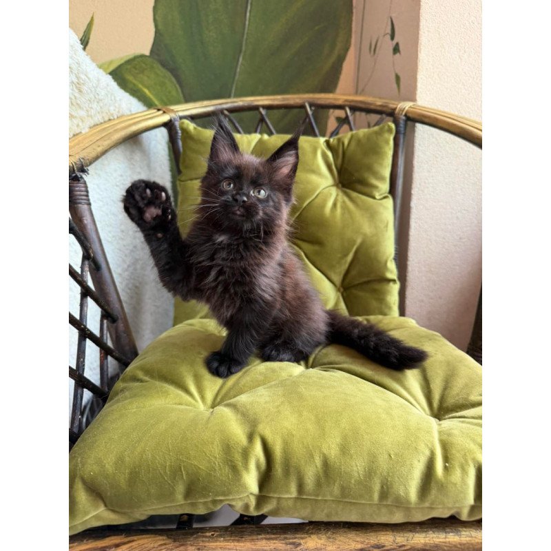 Maine Coon Ulz