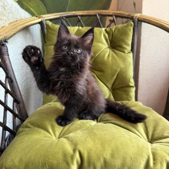 Maine Coon Ulz