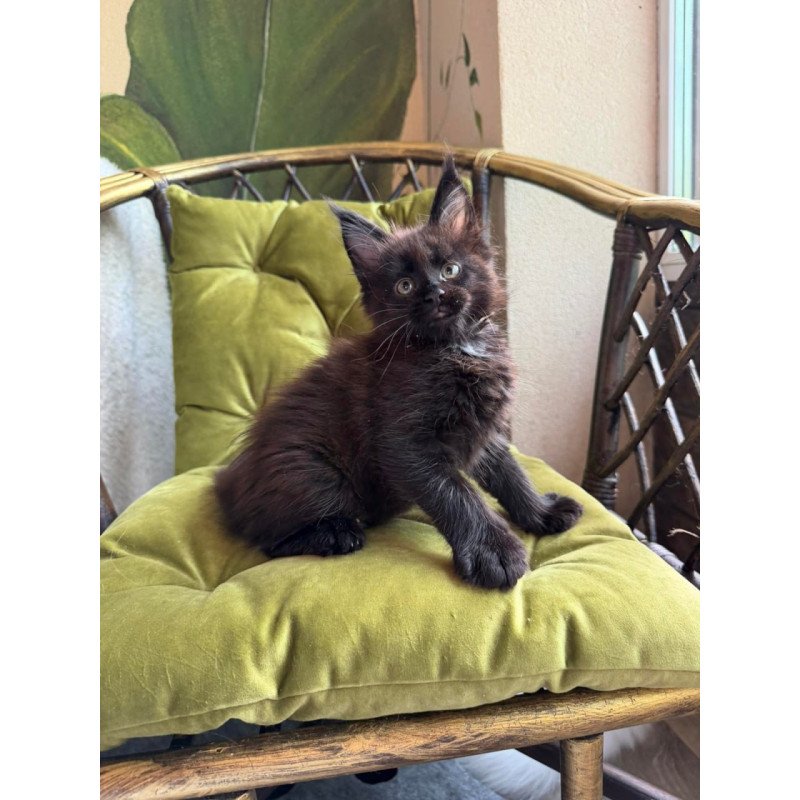 Maine Coon Ulz