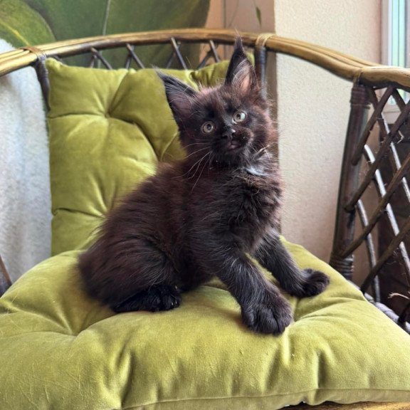 Maine Coon Ulz