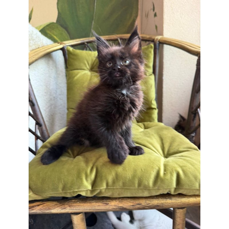 Maine Coon Ulz