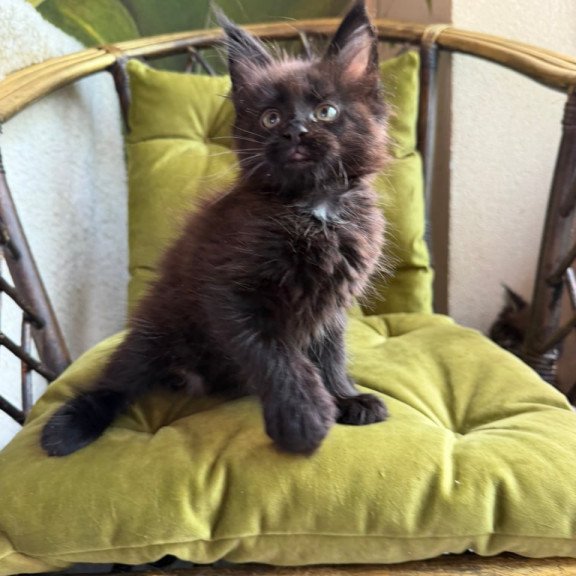 Maine Coon Ulz